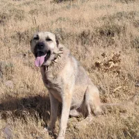 سگ سگ|سگ|فیروز, |دیوار