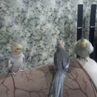 طوطی عروس|پرنده|صومعه‌سرا, |دیوار