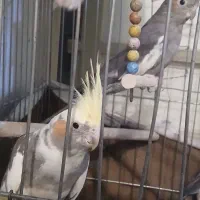 ۲ عدد عروس هلندی ماده بالغ|پرنده|اسلامشهر, شهرک محمدیه|دیوار