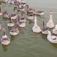 غاز|حیوانات مزرعه|چاف و چمخاله, |دیوار