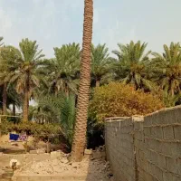 قطع نخل بریدن درخت سمپاشی