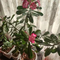 گل ادنیوم درحال گل دهی در تبریز تحویل داده میشه|گل و گیاه طبیعی|خسروشاه, |دیوار