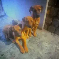 فروش سگ