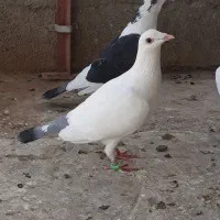 کبوتر آلمانی سبزوسفیدورنگه|پرنده|مشهد, امیریه|دیوار