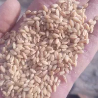 گندم اسلاه،شده