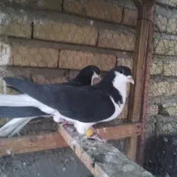 خوشرنگ نرو ماده