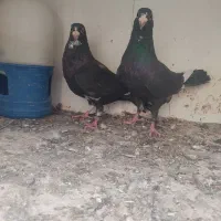 3جفت پلنگ