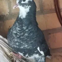 کبوتر بوشهری ...خانی