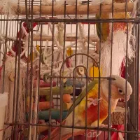 یک جفت طوطی گرینچیک