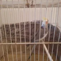 عروس هلندی سالم و سرحال