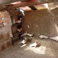 تعدادی طوقی|پرنده|تهران, هلال احمر|دیوار