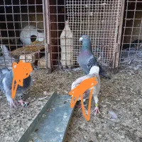 نر پولکی ماده طاوسی