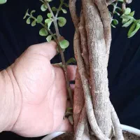 بنسای خرفه ۵ ساله|گل و گیاه طبیعی|اصفهان, ملکشهر|دیوار