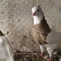طوقی کرمانشاهی و دمسفید