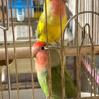 طوطی|پرنده|کرمان, |دیوار