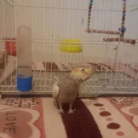 گمشده محله فرامرز عباسی