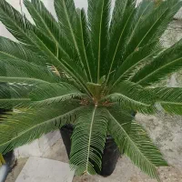 فروش گل های آپارتمانی بخاطر کمبود جا