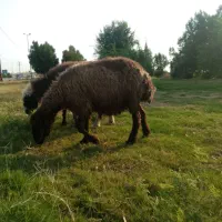 گوسفند در ملاشیه