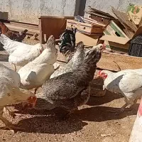 اردک کله سبز و اردک شمالی و مرغ برهما و غاز ولاری|حیوانات مزرعه|کبودرآهنگ, |دیوار