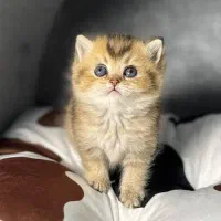 گربه اسکاتیش و برتیش