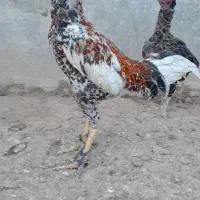 جوجه لاری اصیل|حیوانات مزرعه|کیاشهر, |دیوار