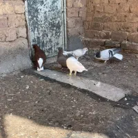 کبوتررنگی|پرنده|اقبالیه, |دیوار