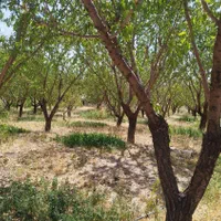 باغ کشاورزی محدوده پل زمانخان|فروش دفتر صنعتی، کشاورزی، تجاری|خمینی‌شهر, |دیوار