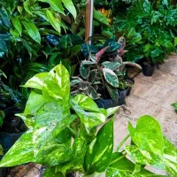 پتوس پرریشه ۶۵ت|گل و گیاه طبیعی|بیرجند, |دیوار