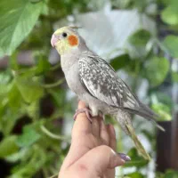 طوطی عروس سه تا