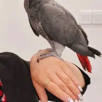 کاسکو رام و اجتماعی