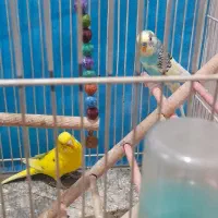 یک جفت مرغ عشق بسیار زیبا|پرنده|مشهد, نیزه|دیوار