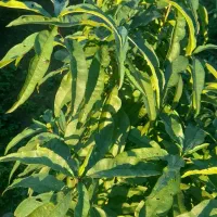 فروش نهال شلیل وبادام درختی وزرد آلو