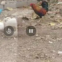 خروس|حیوانات مزرعه|کردکوی, |دیوار