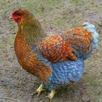 مرغ و خروس زینتی