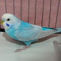 مرغ عشق رینبو