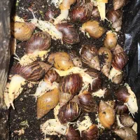 حلزون|خزنده|اصفهان, خوراسگان|دیوار