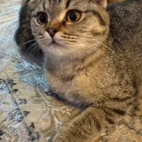 گربه|گربه|ارومیه, |دیوار