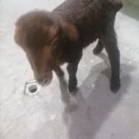 بره شیر 18روزه