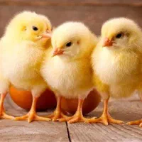استخدام نیرو جوان مرغداری گوشتی