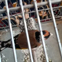 جوجه سهره نر امسال شیک و زیبا|پرنده|ماهیدشت, |دیوار