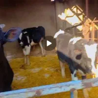 گوساله نر هلشتاین و سیمینتال جهت پروار کردن