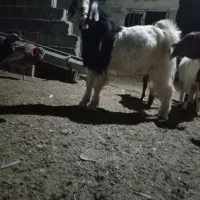 نربز|حیوانات مزرعه|رضویه, |دیوار