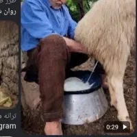 شیر و‌ماست گوسفند