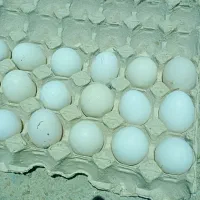 تخم مرغ گلین  به شرط  نطفه دار