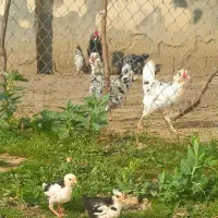 مرغ گلین  قلم سیاه خال  خالی ریشو باجوجه|حیوانات مزرعه|بهنمیر, |دیوار