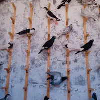 کفتر بوم همه آس|پرنده|مشهد, پورسینا|دیوار