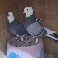 کبوتر پرشی|پرنده|ارومیه, |دیوار