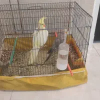 فروش یک جفت عروس هلندی