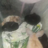 بچه خرگوش 14 روز لوپ هلندی اصل|موش و خرگوش|تربت‌حیدریه, حاجی یار‎|دیوار