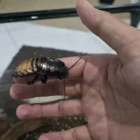 سوسک ماداگاسکار